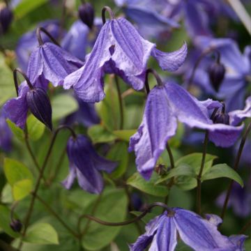 Clematis integrifolia x viticella Eriostemon