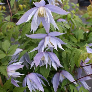 Clematis atragene Eximia