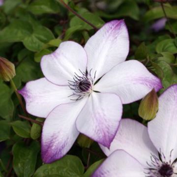 Clematis florida Fond Memories