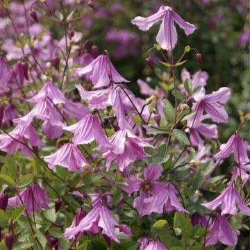 Clematis x diversifolia Hendryetta