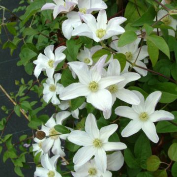 Clematis x viticella Huldine