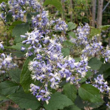 Clematis heracleifolia Stanislaus