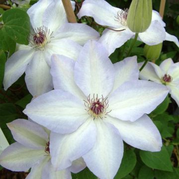 Clematis x jackmanii Ivan Olsson