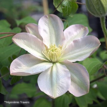 Clematis Jeanne's Pink