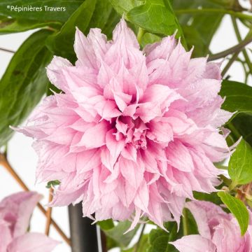 Clematis Multi Pink