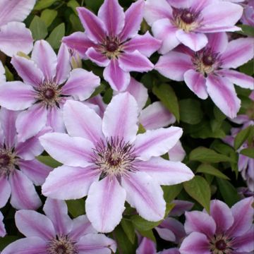 Clematis lanuginosa Nelly Moser