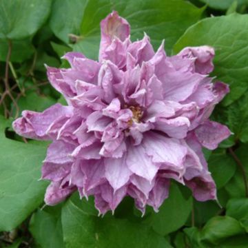 Clematis patens Proteus