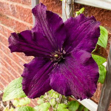 Clematis Rasputin