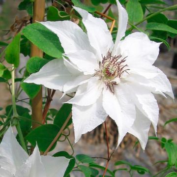 Clématite - Clematis Sparkler