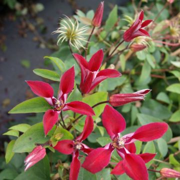 Clematis texensis 'Gravetye Beauty'