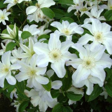 Clematis patens Yukikomachi