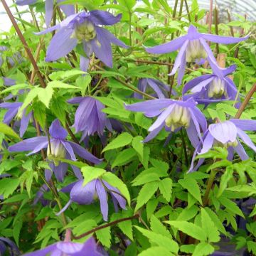 Clematis alpina - Alpine Clematis