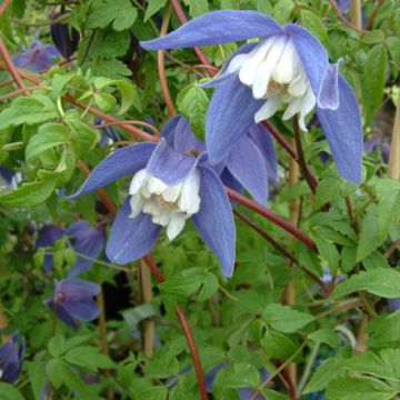 Clematis atragene alpina Francis Rivis