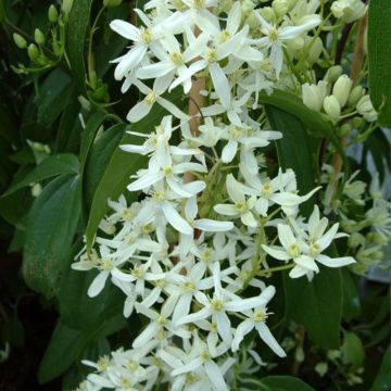 Clematis armandii Little White Charm - Evergreen Clematis