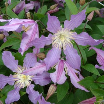 Clematis x diversifolia East River (Zoeastri)