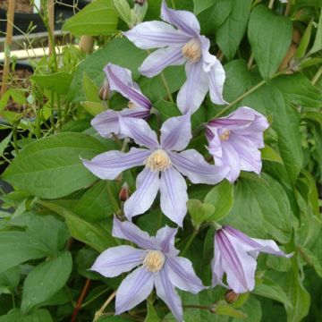 Clematis diversifolia River Star