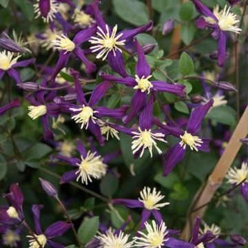 Clematis flammula Aromatica