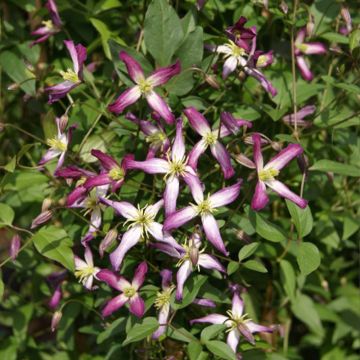 Clematis flammula rubromarginata