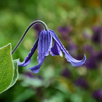 Clematis integrifolia Baby Blue