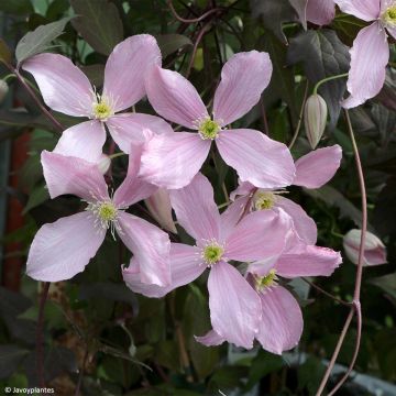 Clematis Elizabeth