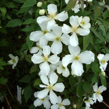 Clematis montana Grandiflora