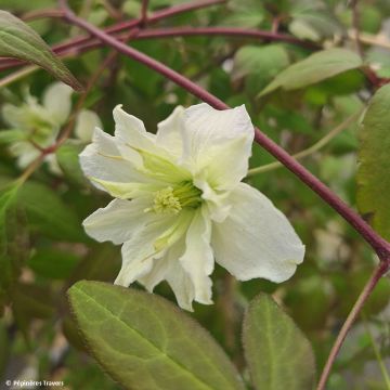 Clematis montana Starlet White Perfume - Anemone Clematis