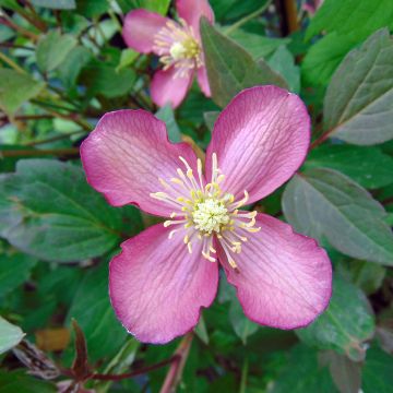 Clematis Van Gogh