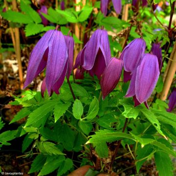 Clematis Tage Lundell