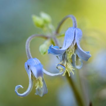 Clematis stans