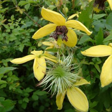 Clematis Golden Harvest