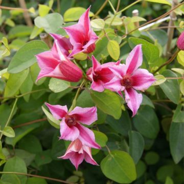 Clematis texensis Duchess of Albany - Scarlet Leather Flower