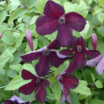 Clematis Black Prince