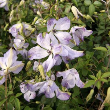 Clematis Caerulea Luxurians