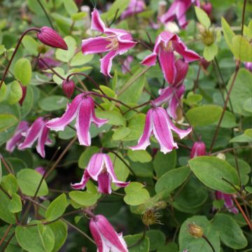 Clematis texensis Etoile Rose