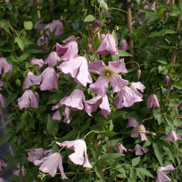 Clematis Hagelby Pink