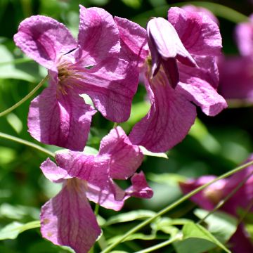 Clematis Krakowiak