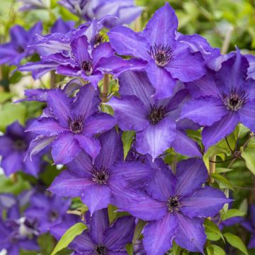 Clematis patens Viva la Vida 