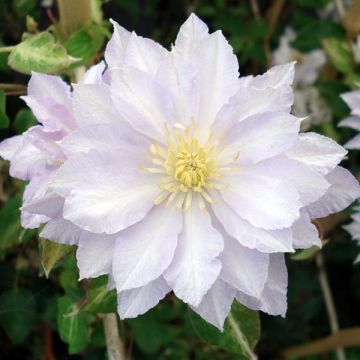 Clematis patens Dancing King