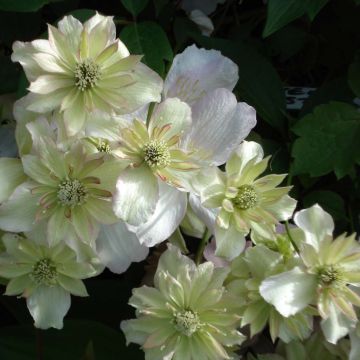 Clematis montana Double Delight - Anemone Clematis