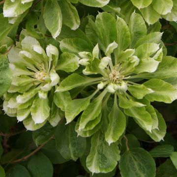 Clematis x patens Green Passion