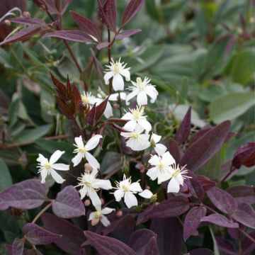 Clematis recta Purpurea