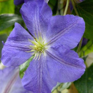 Clematis jackmanii Jenny