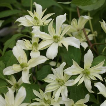 Clematis montana Jenny Keay