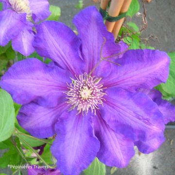 Clematis Kjell