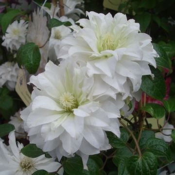 Clematis Maria Skłodowska Curie