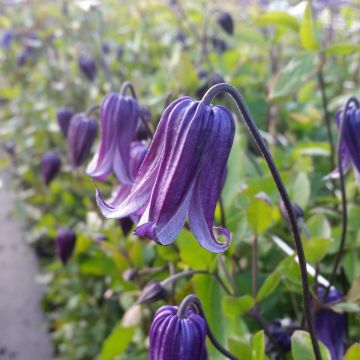 Clematis diversifolia Rooguchi