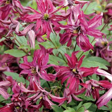Clematis viticella Rosalyn