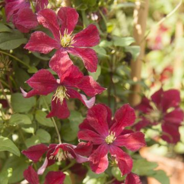 Clematis patens Ruutel