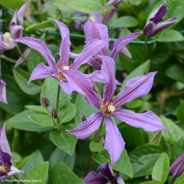 Clematis x integrifolia Saphyra Estrella