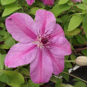 Clematis Success Candy